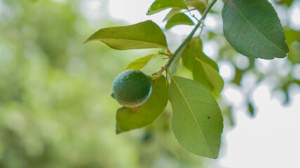 The tree has a lemon