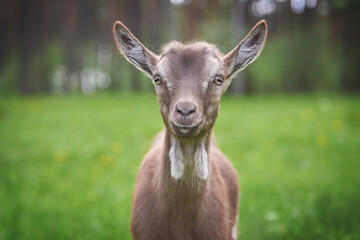 Portrait of a little goat in the forest