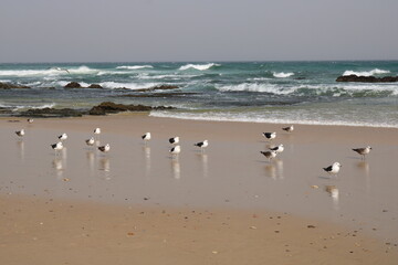 seagulls on the beach