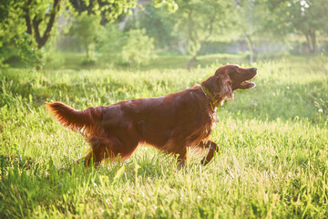 Red Irish Setter dog in a hunting stance at sunset
