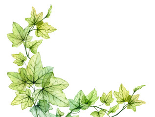 Watercolor background with transparent leaves. Banner with fresh English ivy plant and place for text. Corner composition. Grape tree foliage isolated on white
