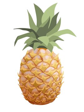 Vector semi realistic isolated pineapple fruit, whole pineapple with leaves. White background