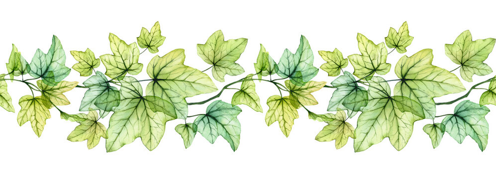 Watercolor seamless border with transparent leaves. English ivy plant. Horizontal line. Fresh grape foliage isolated on white