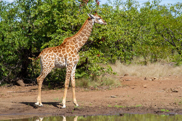 Juvenile at a waterhole in the Kruger Park