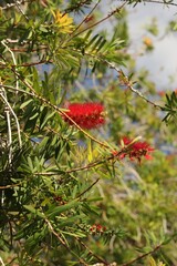 red berries on a branch
