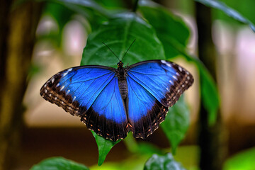 Metallic Blue Morpho butterfly on a leaf