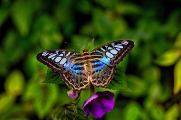 Kallima sylvia butterfly on a blossom