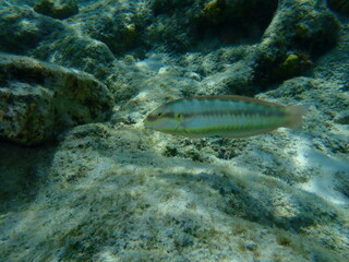 Fototapeta premium Slippery dick (Halichoeres bivittatus) undersea, Caribbean Sea, Cuba, Playa Cueva de los peces