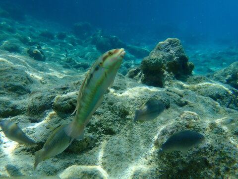 Slippery dick (Halichoeres bivittatus) undersea, Caribbean Sea, Cuba, Playa Cueva de los peces