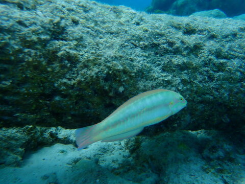 Slippery dick (Halichoeres bivittatus) undersea, Caribbean Sea, Cuba, Playa Cueva de los peces