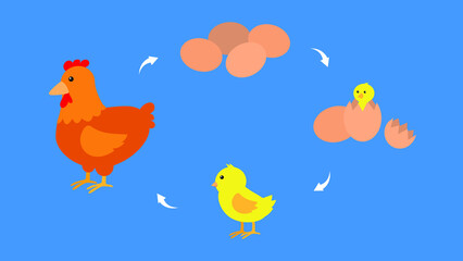 Cycle chicken, egg, chick, hen