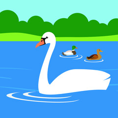 Swan and two ducks swim on the lake in the park