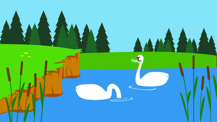 Two swans swim in the lake near the reeds