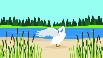 The swan cleans its wings on the shore of the lake - obrazy, fototapety, plakaty