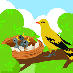 Oriole feeding her chicks in the nest