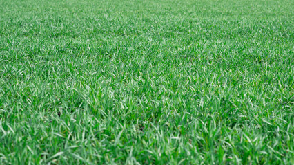Green field as a background.  Green grass in spring isolated on a white background.