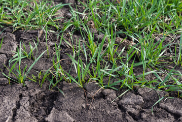 Cracked earth soil as a texture background. Top view.
