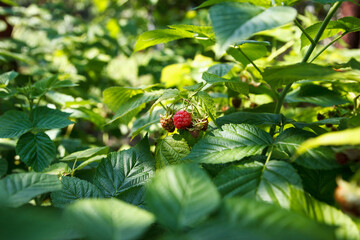 Raspberry bush with green little berries not yet ripe, grows and sings in sun