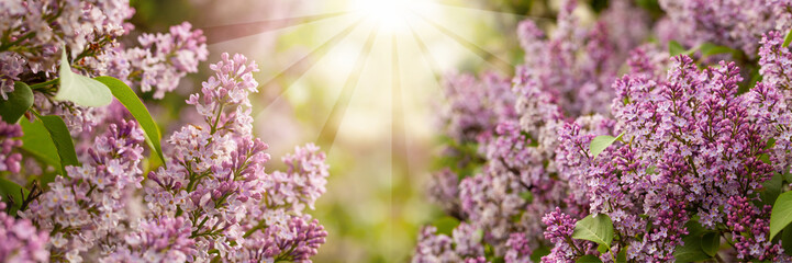 Sun light background with spring purple lilac flowers