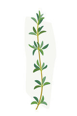 Branch of thyme. Vector colorful illustration.