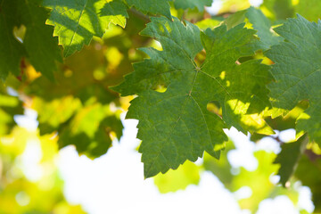Summer grape leaves green background