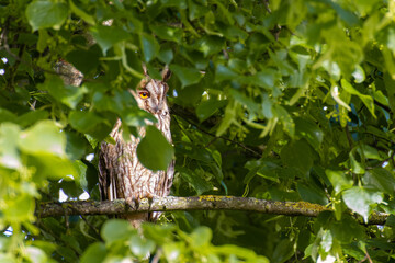Waldohreule im Lindenbaum