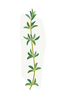 green thyme sprig on white background clip art preview