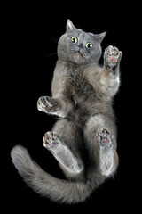 Bottom up view of a gray cat standing on transparent glass looking down at camera. Creative idea,...