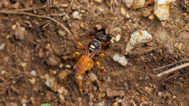 Jacket yellow wasp digs a hole in the road, throwing sand aside. Macro view of insects in wildlife Mud Dauber Wasp flying into a Hall to gathering mud for building nest, close up macro from up
