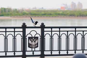 Magpie sits on the railing of the embankment. Blurred background. The State Emblem of Russia on a metal fence. Amur river.