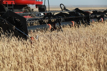Combine at work. close-up of a grain harvest on a farm as it grows in the countryside. Harvest season will soon be upon us and farmers will harvest their seasonal wheat crop.