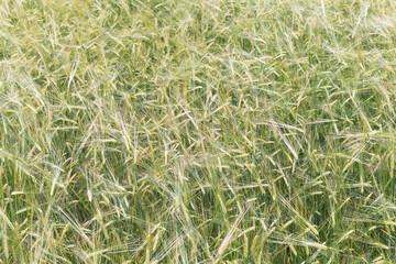 Wheat rye field, ears of wheat close-up. The concept of harvesting and harvesting. Ripe barley in the field, shallow depth of field.