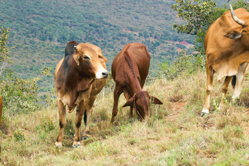 a herd of boran cows grazing in the wild at Sultan Hamud, Kenya