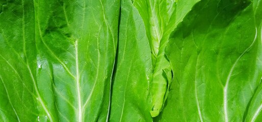 Beautiful and fresh natural green leaves background of mustard greens vegetable. Brassica chinensis...