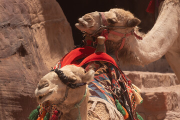 Camels in Jordan