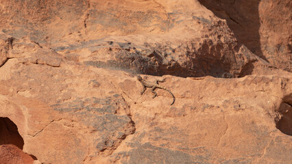 Travel in Jordan: wildlife and human habitation in an inhospitable yet amazing land