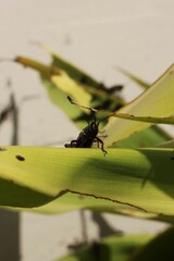 locusts eating a plant