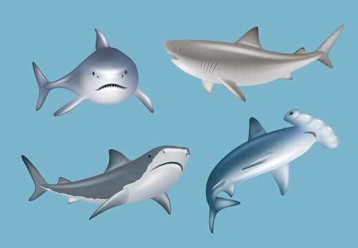 Realistic shark. Angry agressive wild underwater fauna antarctic big sharks danger diving decent vector illustrations set isolated