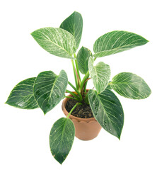 ornamental plant in pot on white background