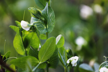 flowering garden pea, pisum sativum, in the garden. pea plant blossom. close up. - obrazy, fototapety, plakaty