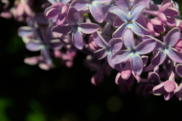 Lilac flowers close-up on a dark background.