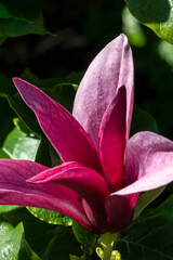 Magnolia Liliiflora 'Nigra' a summer flowering tree shrub plant with purple red summertime flower blossom commonly known as black lily magnolia, stock photo image