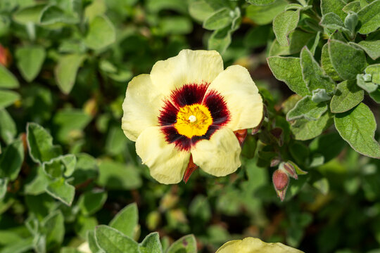Cistus x halimiocistus wintonensis 'Merrist Wood Cream' a summer flowering shrub plant with a yellow and maroon summertime flower commonly known as Winton rock rose, stock photo image