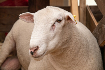 Goat, a domestic animal, a species of artiodactyls from the genus of mountain goats of the bovid family. The goat is a pet. Domesticated in the Middle East. Close-up, a goat on a sheep farm.