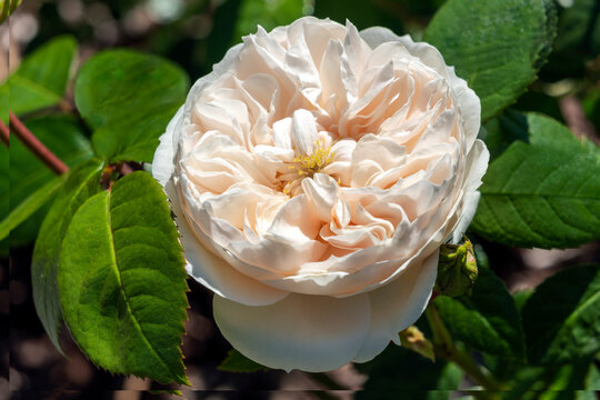Rose (rosa) 'Macmillan Nurse' a summer autumn fall flowering shrub plant with a white summertime double flower, stock photo image