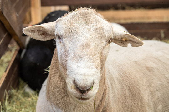 Sheep, a domestic animal, a species of artiodactyls from the genus of mountain goats of the bovid family. The goat is a pet. Domesticated in the Middle East. Close-up, a goat on a sheep farm.
