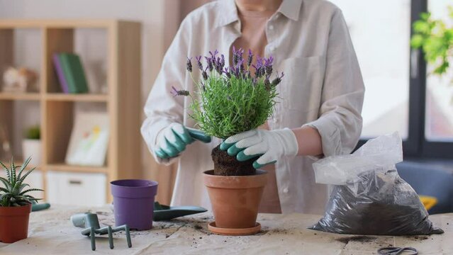 people, gardening and housework concept - woman in gloves planting pot flowers at home