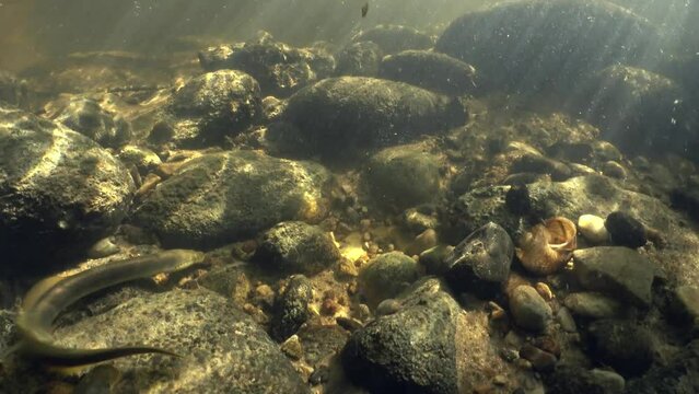 Rare underwater footage of Brook lamprey (Lampetra planeri) in the small creek preparing the place for spawning by removing small stones and . Beautiful sunlight, Estonia.
