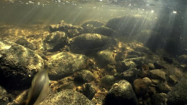 Rare underwater footage of Brook lamprey (Lampetra planeri) in the small river preparing the place for spawning by removing small stones. Beautiful sunlight, Estonia.