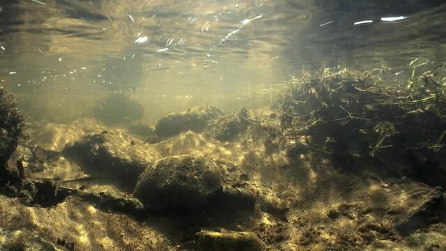 Underwater footage of small creek with reflecting surface, beautiful sunlight.